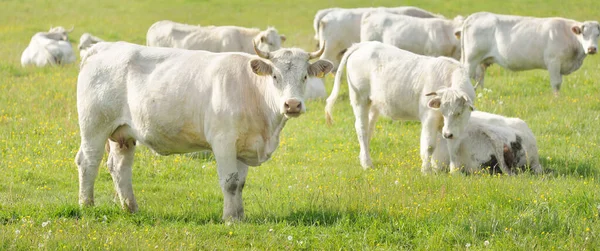 Yeşil bir orman çayırında otlayan beyaz inekler. Yazın kırsal alanda. Pastoral manzara. Evcil hayvanlar, çiftlik hayvanları, çiftlik, gıda endüstrisi, sığır ve süt, alternatif üretim, kırsal yaşam