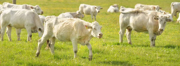 Yeşil bir orman çayırında otlayan beyaz inekler. Yazın kırsal alanda. Pastoral manzara. Evcil hayvanlar, çiftlik hayvanları, çiftlik, gıda endüstrisi, sığır ve süt, alternatif üretim, kırsal yaşam