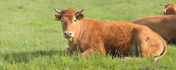 Brown Cows Grazing Green Forest Meadow Summer Rural Scene Pastoral — Stock Photo, Image