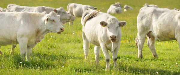 Yeşil bir orman çayırında otlayan beyaz inekler. Yazın kırsal alanda. Pastoral manzara. Evcil hayvanlar, çiftlik hayvanları, çiftlik, gıda endüstrisi, sığır ve süt, alternatif üretim, kırsal yaşam