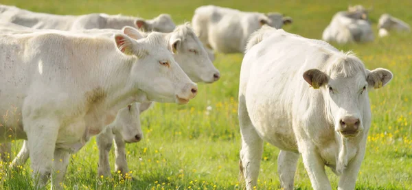 Yeşil bir orman çayırında otlayan beyaz inekler. Yazın kırsal alanda. Pastoral manzara. Evcil hayvanlar, çiftlik hayvanları, çiftlik, gıda endüstrisi, sığır ve süt, alternatif üretim, kırsal yaşam