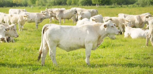 Yeşil bir orman çayırında otlayan beyaz inekler. Yazın kırsal alanda. Pastoral manzara. Evcil hayvanlar, çiftlik hayvanları, çiftlik, gıda endüstrisi, sığır ve süt, alternatif üretim, kırsal yaşam