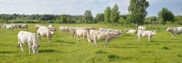 白奶牛在绿色的森林草地上吃草 夏季乡村风景 牧草景观 食品工业 牛肉和牛奶 替代生产 农村生活 — 图库照片