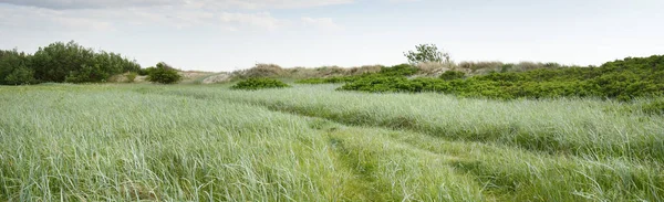 Güneşli bir günde yeşil orman çimleri (çayır). Yağmurdan önce dramatik bir gökyüzü. Idyllic kırsal kesim. Pastoral manzara. Arka planda güçlü bir meşe ağacı var. Litvanya, Baltık ülkeleri. Doğa, ekoloji