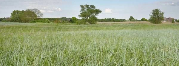 Güneşli bir günde yeşil orman çimleri (çayır). Yağmurdan önce dramatik bir gökyüzü. Idyllic kırsal kesim. Pastoral manzara. Arka planda güçlü bir meşe ağacı var. Litvanya, Baltık ülkeleri. Doğa, ekoloji
