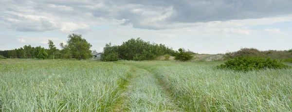Güneşli bir günde yeşil tarla ve orman. Arka planda eski ev (kütük kulübe). Dramatik bir gökyüzü. Idyllic kırsal kesim. Pastoral manzara. Litvanya. Doğa, ekoloji, eko-turizm, yürüyüş, yerel seyahat