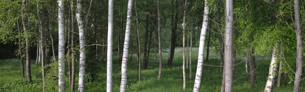 強大な白樺の木 クローズアップ 落葉樹林 暗い大気の風景 生態系 生態系 生態系 ヨーロッパの環境保全 パノラマビュー — ストック写真