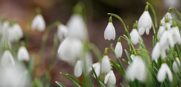 Floresta Florescente Prado Branco Galanthus Gotas Neve Flores Close Início — Fotografia de Stock