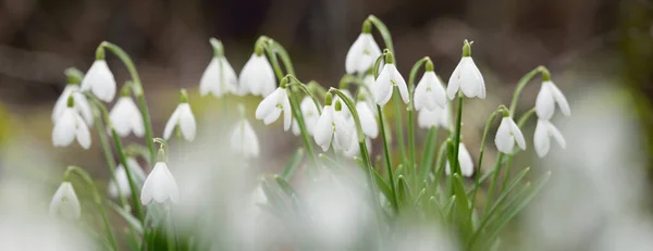 Floresta Florescente Prado Branco Galanthus Gotas Neve Flores Close Início — Fotografia de Stock