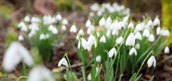 Piso Floresta Flores Galanthus Branco Florescendo Gotas Neve Início Primavera — Fotografia de Stock