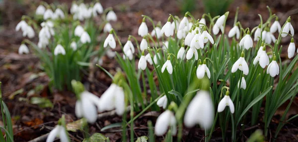 Piso Floresta Flores Galanthus Branco Florescendo Gotas Neve Início Primavera — Fotografia de Stock