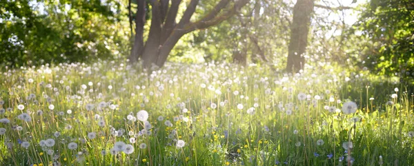 Grüner Rasen Mit Blühenden Löwenzahnblüten Einem Klaren Sonnigen Tag Frühling — Stockfoto