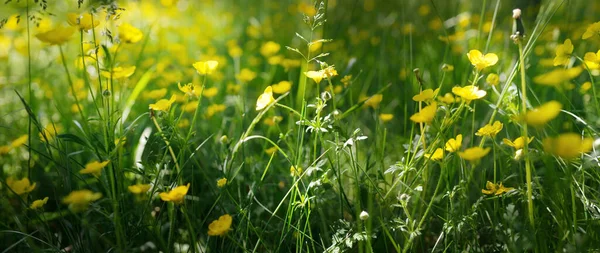 노란색 야생화 부드러운 식물학 — 스톡 사진