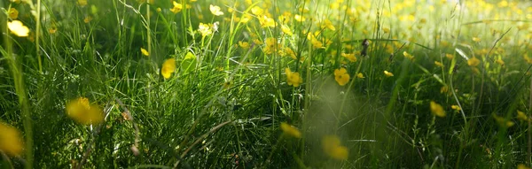 Groene Gazon Met Bloeiende Gele Wilde Bloemen Ranunculus Polyanthemos Een — Stockfoto