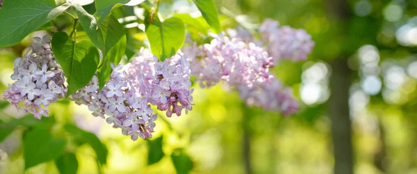 春日阳光明媚的时候 百合花盛开的紫丁香树在一个绿落叶森林公园里 有紫色花朵的分枝的特写 柔和的阳光自然 植物学 植物学 环境保护 生态学 — 图库照片