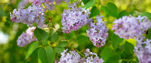 春日阳光明媚的时候 百合花盛开的紫丁香树在一个绿落叶森林公园里 有紫色花朵的分枝的特写 柔和的阳光自然 植物学 植物学 环境保护 生态学 — 图库照片