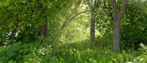 Μονοπάτι Σοκάκι Ένα Καταπράσινο Φυλλοβόλο Δάσος Μια Ηλιόλουστη Ανοιξιάτικη Μέρα — Φωτογραφία Αρχείου