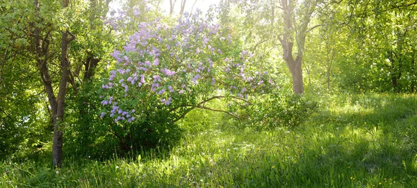 Blühender Flieder Einem Grünen Laubwaldpark Einem Sonnigen Frühlingstag Sanftes Goldenes — Stockfoto