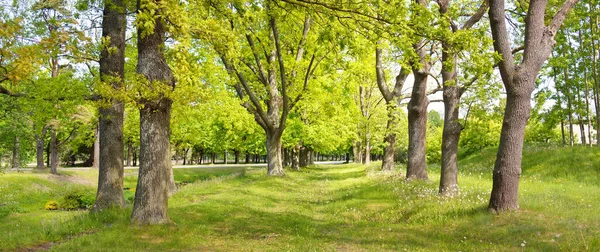 Caminho Beco Parque Florestal Decíduo Verde Dia Ensolarado Primavera Árvores — Fotografia de Stock