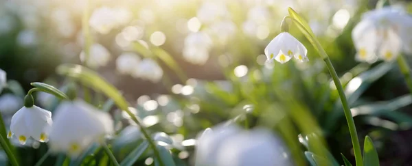 Blommande Leucojum Aestivum Sommar Snöflinga Blommor Park Närbild Tidig Vår — Stockfoto