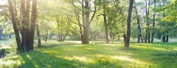 春天里阳光明媚的时候 在一个绿落叶森林公园的小径上 参天大树柔和的阳光 环境保护 生态旅游 北欧步行 自行车 — 图库照片