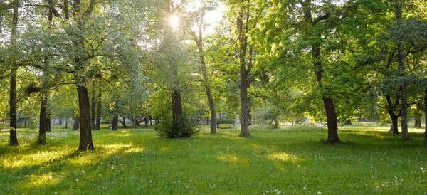 Ścieżka Aleja Zielonym Lesie Liściastym Słoneczny Wiosenny Dzień Potężne Drzewa — Zdjęcie stockowe