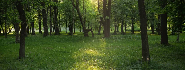 春天里阳光明媚的时候 在一个绿落叶森林公园的小径上 参天大树柔和的阳光 环境保护 生态旅游 北欧步行 自行车 — 图库照片