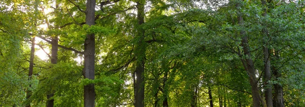 Шлях Алея Зеленому Листяному Лісовому Парку Сонячний Весняний День Могутні — стокове фото