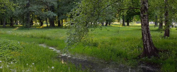 Pequeño Río Canal Parque Forestal Poderosos Árboles Hoja Caduca Verdes —  Fotos de Stock