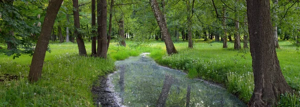 Kleiner Fluss Kanal Waldpark Mächtige Grüne Laubbäume Wildblumen Pflanzen Düstere — Stockfoto