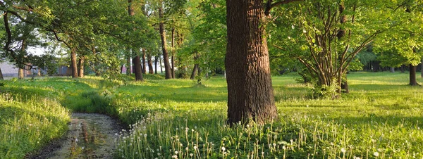 Orman parkındaki küçük nehir (kanal). Güçlü yeşil yapraklı ağaçlar, kır çiçekleri, bitkiler. Altın güneş ışığı. Idyllic yaz manzarası. Doğa, ekoloji. Eko-turizm, yürüyüş. Bisiklet, kuzey yürüyüşü