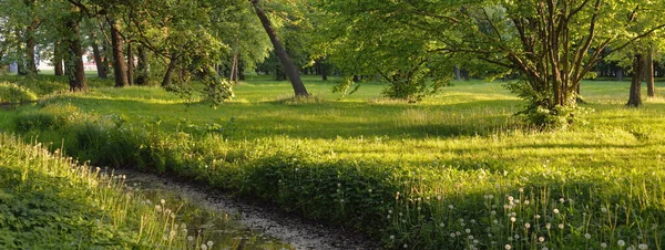 森林公園内の小さな川 強力な緑の落葉樹 野の花 黄金の太陽 牧歌的な夏の風景 自然生態学 エコツーリズム ハイキング 自転車やノルディックウォーキング — ストック写真