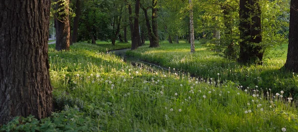 Orman parkındaki küçük nehir (kanal). Güçlü yeşil yapraklı ağaçlar, kır çiçekleri, bitkiler. Karanlık atmosferik yaz manzarası. Doğa, ekoloji. Eko-turizm, yürüyüş. Bisiklet, kuzey yürüyüşü