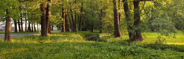 Güneşli bir bahar gününde yeşil yaprak döken bir orman parkında (ara yol). Güçlü ağaçlar. Yumuşak güneş ışığı, güneş ışınları. Doğa, çevre koruma, ekoloji, eko-turizm, kuzey yürüyüşü, bisiklet