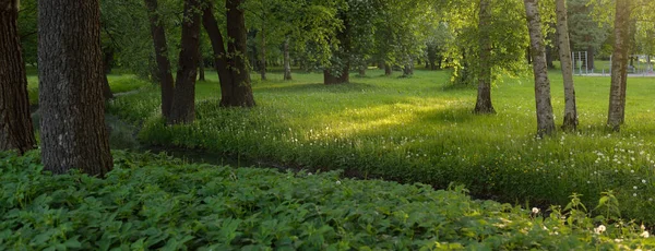 Orman parkındaki küçük nehir (kanal). Güçlü yeşil yapraklı ağaçlar, kır çiçekleri, bitkiler. Altın güneş ışığı. Idyllic yaz manzarası. Doğa, ekoloji. Eko-turizm, yürüyüş. Bisiklet, kuzey yürüyüşü