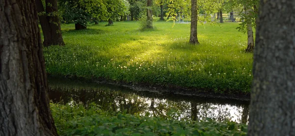 Orman parkındaki küçük nehir (kanal). Güçlü yeşil yapraklı ağaçlar, kır çiçekleri, bitkiler. Altın güneş ışığı. Idyllic yaz manzarası. Doğa, ekoloji. Eko-turizm, yürüyüş. Bisiklet, kuzey yürüyüşü