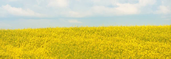 Kırsal alan. Güneşli bir yaz gününde sarı kolza tohumu tarlası. Çiçek deseni. Doku, arka plan. Tarım, biyoteknoloji, yakıt, gıda endüstrisi, alternatif enerji, doğa