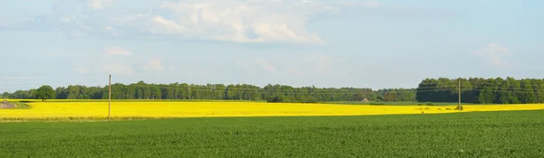 Spring Rural Landscape View Blooming Rapeseed Field Forest Background Clear — Stock Photo, Image