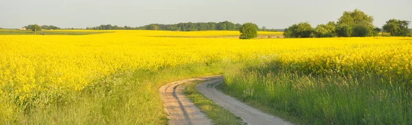 Sarı kolza tohumu tarlası ve ormanın içinden geçen köy yolu. Açık mavi gökyüzü. İlahi kırsal bir manzara. Tarım, akaryakıt endüstrisi, alternatif enerji, çevresel koruma, uzak yerler