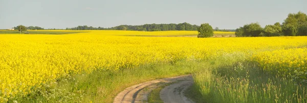 Sarı kolza tohumu tarlası ve ormanın içinden geçen köy yolu. Açık mavi gökyüzü. İlahi kırsal bir manzara. Tarım, akaryakıt endüstrisi, alternatif enerji, çevresel koruma, uzak yerler