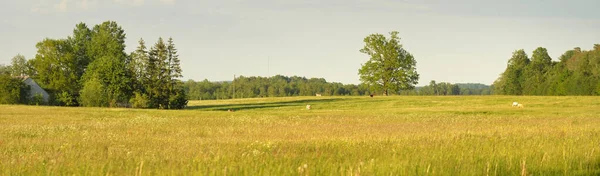 Krowy Pasą Się Zielonej Leśnej Łące Letnia Scena Wiejska Krajobraz — Zdjęcie stockowe