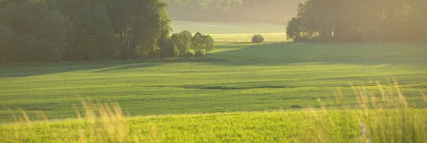 Зеленое Поле Лес Солнечный День Живописные Летние Пейзажи Идиллическая Сельская — стоковое фото