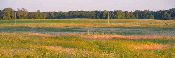 Haystacks Rullar Ett Grönt Land Jordbruksfält Vid Solnedgången Gyllene Solljus — Stockfoto