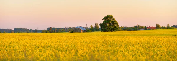 Spring Rural Landscape View Blooming Rapeseed Field Forest Background Clear — Stock Photo, Image