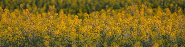 Rural Landscape Blooming Yellow Rapeseed Field Clear Sunny Summer Day — Stock Photo, Image