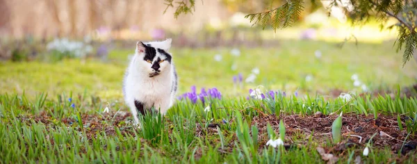 Aranyos Fekete Fehér Macska Egy Zöld Gyepen Egy Városi Parkban — Stock Fotó
