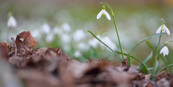 Floresta Florescente Prado Branco Galanthus Gotas Neve Flores Close Início — Fotografia de Stock