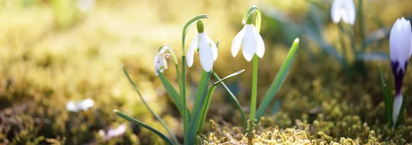 Kwitnące Galanty Krople Śniegu Kwiaty Parku Wczesną Wiosną Czystość Pokój — Zdjęcie stockowe