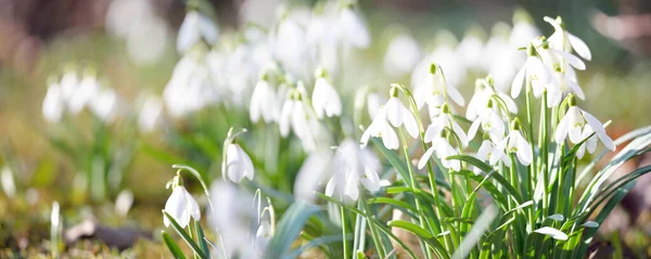 Blühende Galanthus Schneeglöckchen Blühen Einem Park Vorfrühling Reinheit Frieden Freude — Stockfoto