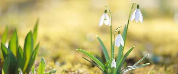 Blooming Galanthus Snowdrops Flowers Park Early Spring Purity Peace Joy — Stock Photo, Image